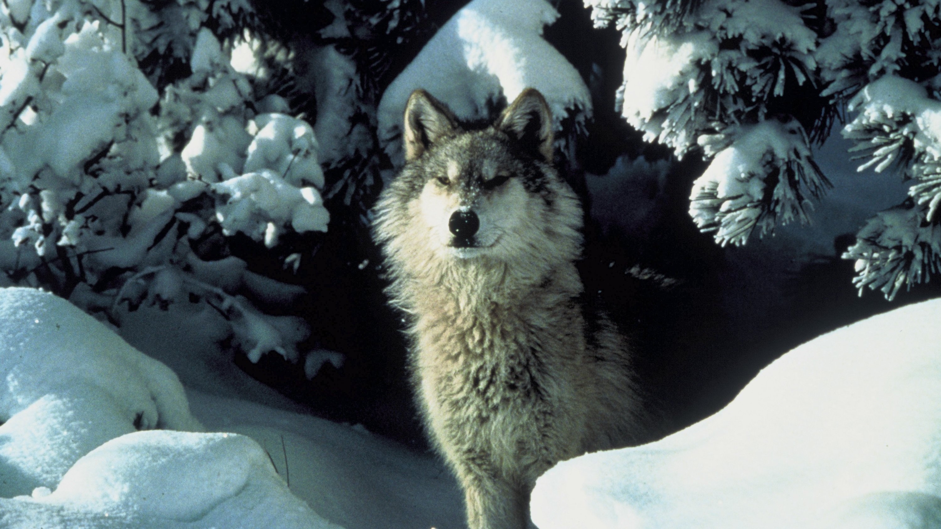Гуара волк фото