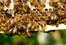Bees storing honey