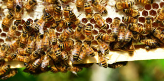 Bees storing honey