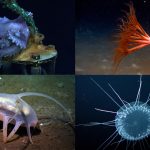 Into the Abyss: You’re Invited on a Deep Sea Expedition!
