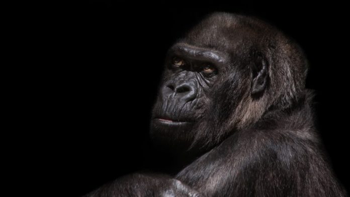 New species named Homo naledi.