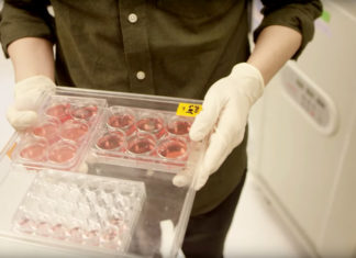 cell culture storage