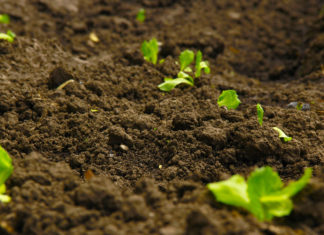 plants budding in soil