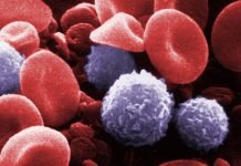 Scanning electron micrograph of blood cells: Bruce Wetzel and Harry Schaefer, National Cancer Institut