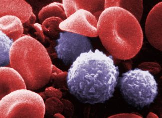 Scanning electron micrograph of blood cells: Bruce Wetzel and Harry Schaefer, National Cancer Institut