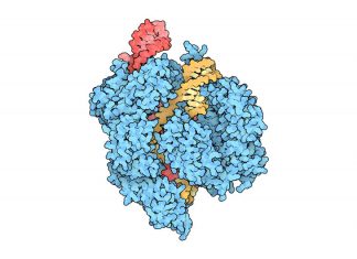 Illustration of Cas9 (blue), complexed with CRISPR RNA (red) and target DNA (yellow