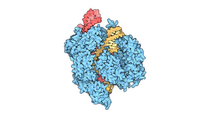 Illustration of Cas9 (blue), complexed with CRISPR RNA (red) and target DNA (yellow