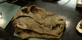 dinosaur fossil skull