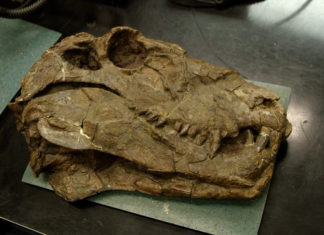 dinosaur fossil skull