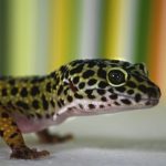 Gecko regen feature new web