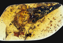 dinosaur wing fossil in amber
