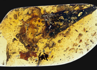 dinosaur wing fossil in amber