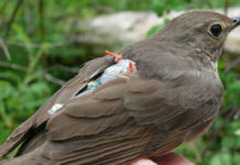 Thrush with light-level geolocator tracking device