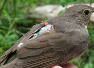 Thrush with light-level geolocator tracking device