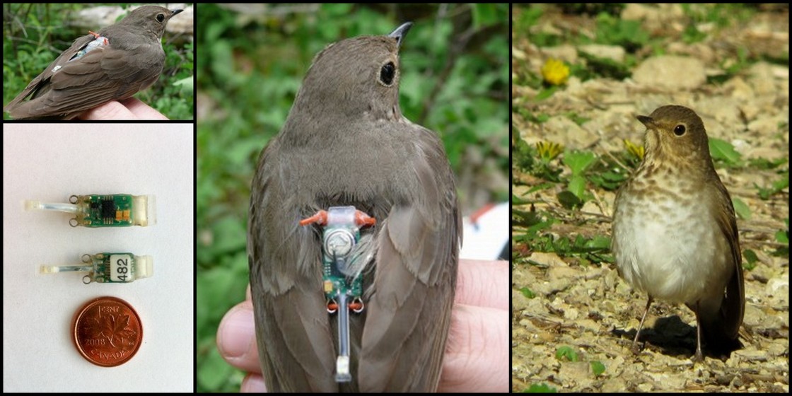 Thrushes were tracked with coin-sized light-level geolocator tracking devices