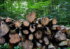 logging pile