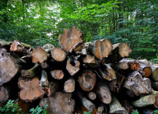 logging pile