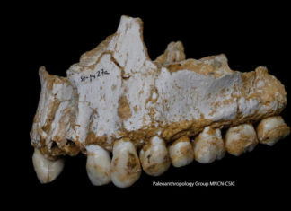 Neanderthal fossil teeth