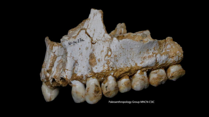 Neanderthal fossil teeth