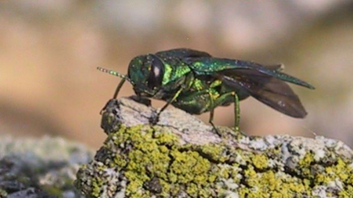 emerald ash borer beetle