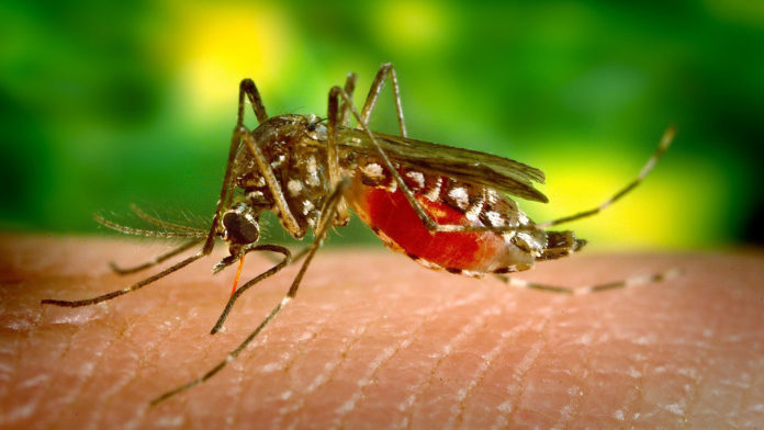 Mosquito on human skin