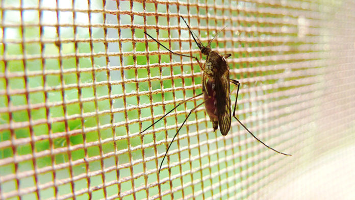 Mosquito on net