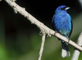 Blue songbird