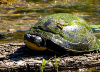 Turtle with moss on shell