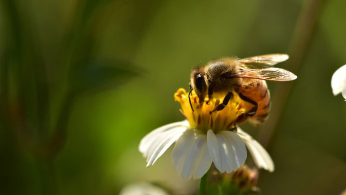 Bee pollinating a daisy