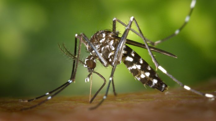 Zika virus mosquito