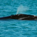 right-whale-gulfcoast-blowhole-02-27-2006b