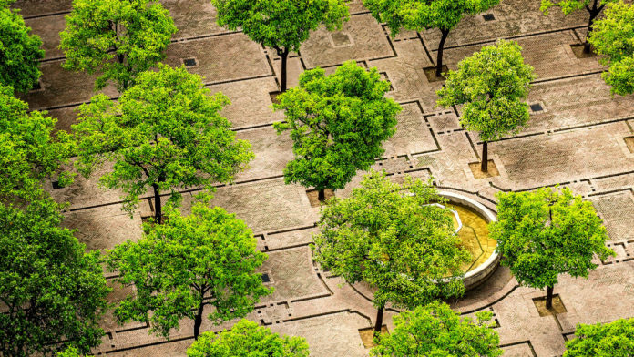 Trees in courtyard