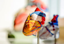 Side view of anatomical heart model