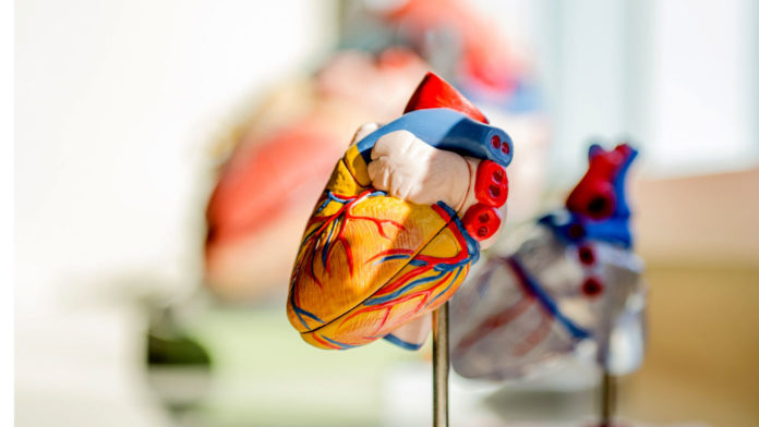 Side view of anatomical heart model