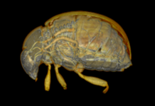 insect CT scan