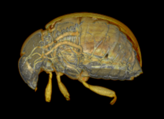 insect CT scan