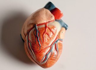 model heart