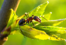 Ant on a plant