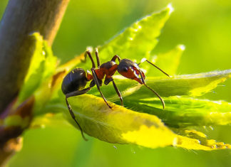 Ant on a plant