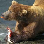 Male_brown_bear_eating_fat_rich_salmon_skin