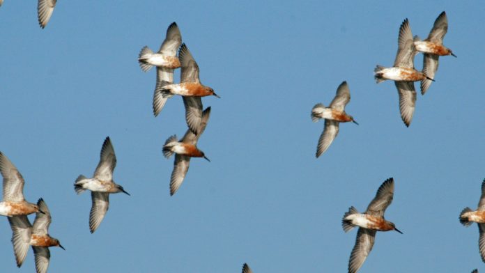 Red knot migration