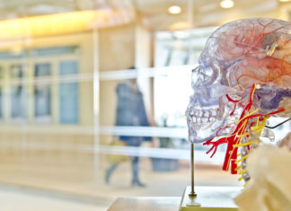 Anatomical model of skull and brain