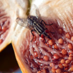 Fruit-flies-and-scarring-feature