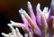 coral reef upclose