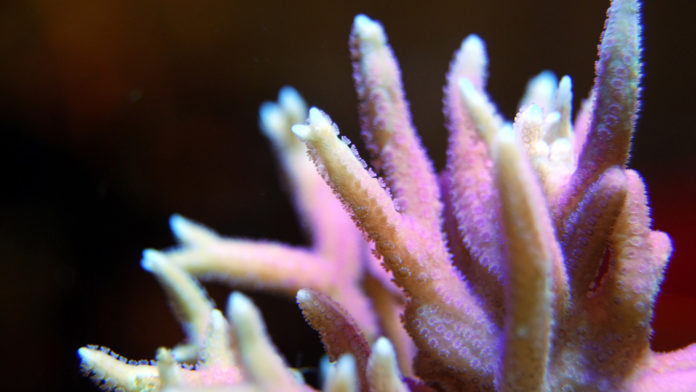 coral reef upclose