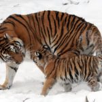 Panthera_tigris_altaica_13_-_Buffalo_Zoo