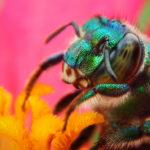 Native-bees-feature