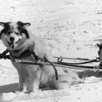 Canadian-eskimo-dogs-pulling-sleds-on-Vesle-Skaugum-391751966018