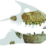 Jaw bones of the Thanatotheristes. Jared Voris. U Calgary.