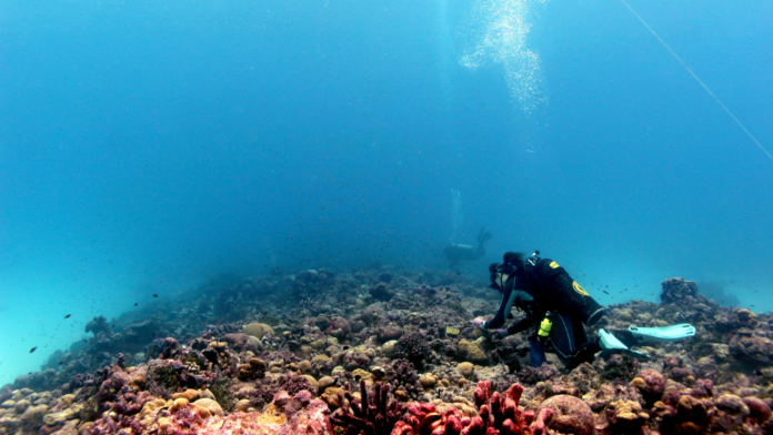 Scuba diver above coral reef